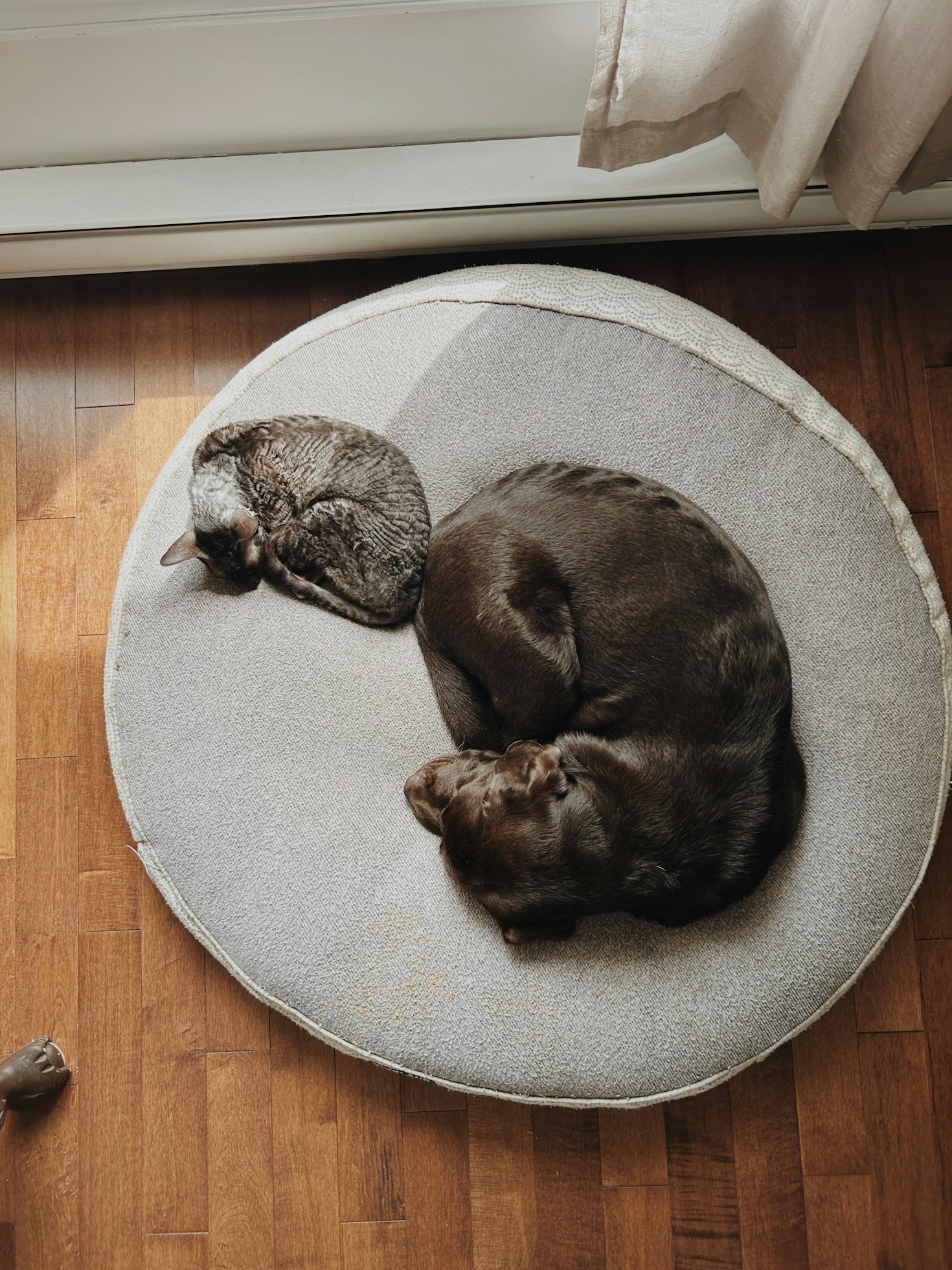 Så väljer du rätt kamera för din katt